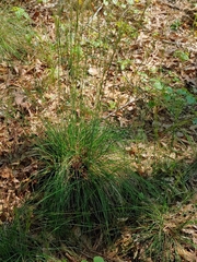 Piptochaetium avenaceum