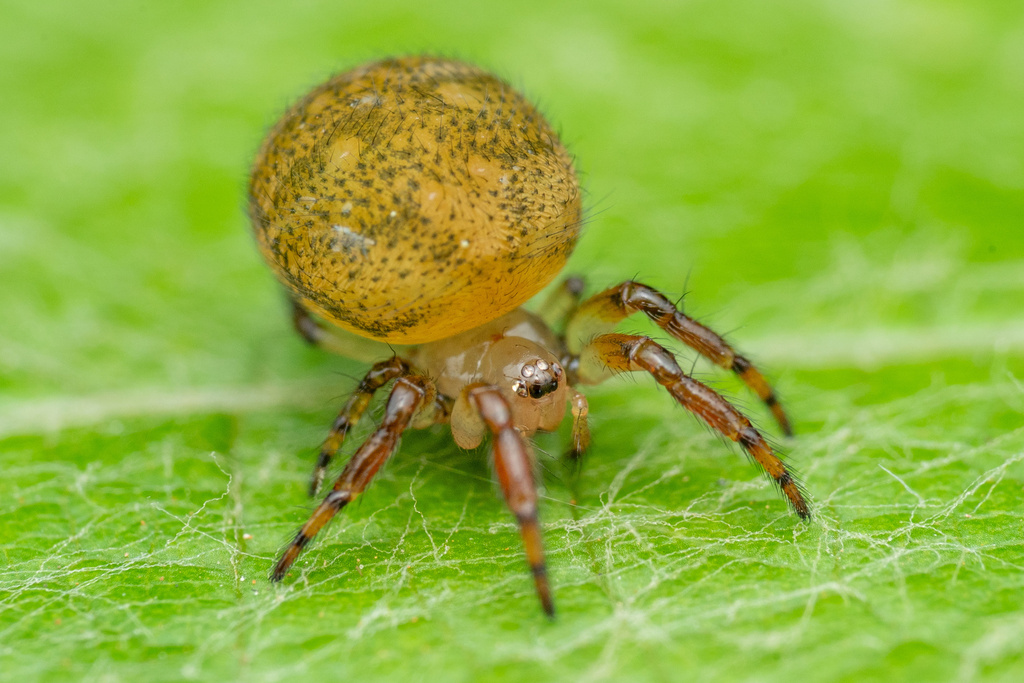 Naatlo sylvicola