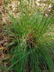 Piptochaetium avenaceum