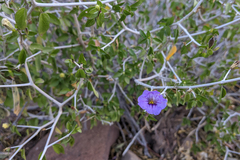 Ruellia californica peninsularis
