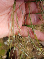 Piptochaetium avenaceum