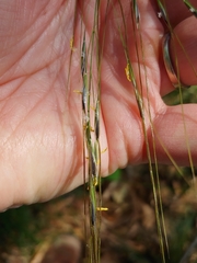 Piptochaetium avenaceum