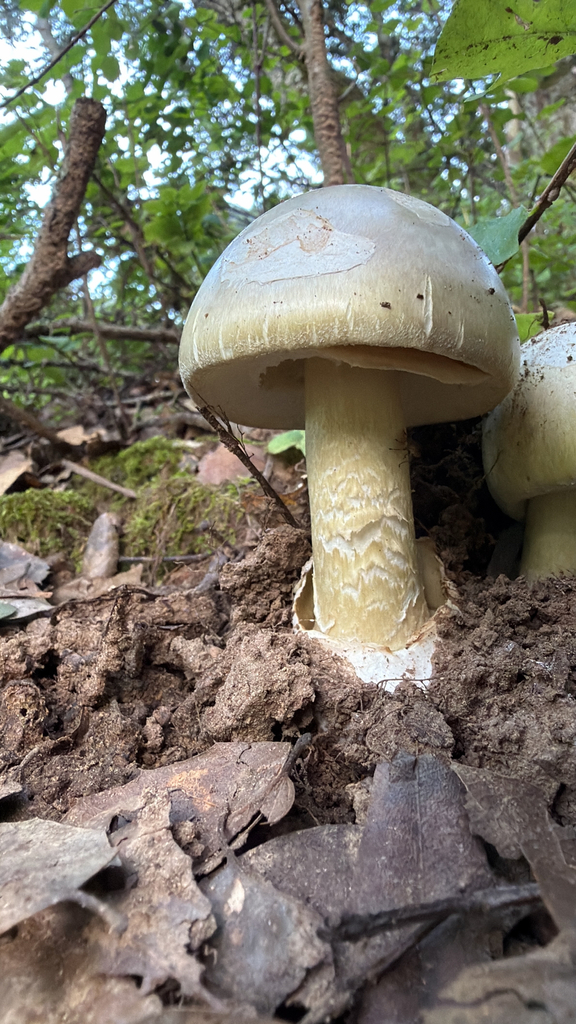 Deathcap · May 2026 · photo: Photo: (c) Harrison Reber, some rights reserved (CC BY) · iNaturalist