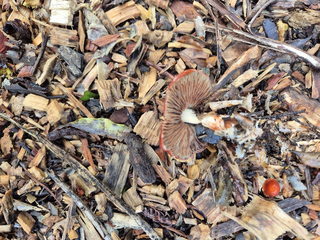 Leratiomyces ceres · May 2026 · photo: © rempson (iNaturalist, cc-by)