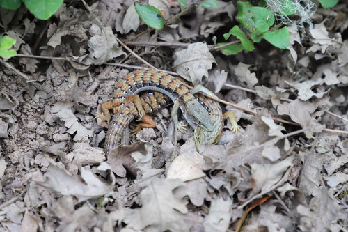 iNaturalist observation photo of Southern Alligator Lizard