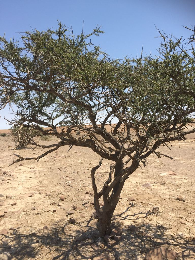 Kaoko Shepherdstree