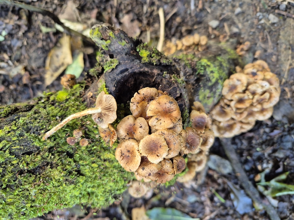 Pholiota subflammans · May 2026 · photo: © rempson (iNaturalist, cc-by)