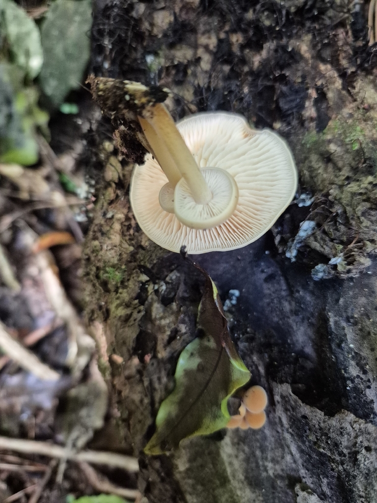 Flammulina velutipes · May 2026 · photo: © rempson (iNaturalist, cc-by)
