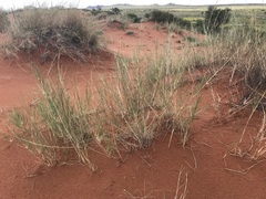 Centropodia glauca