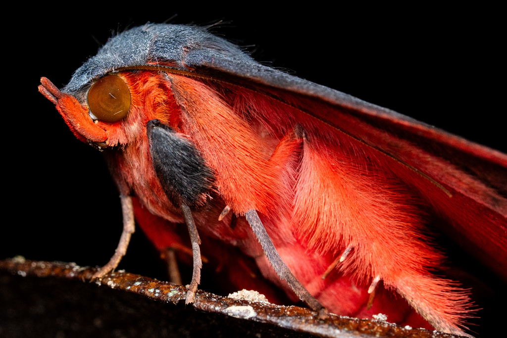Azeta melanea