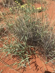 Centropodia glauca