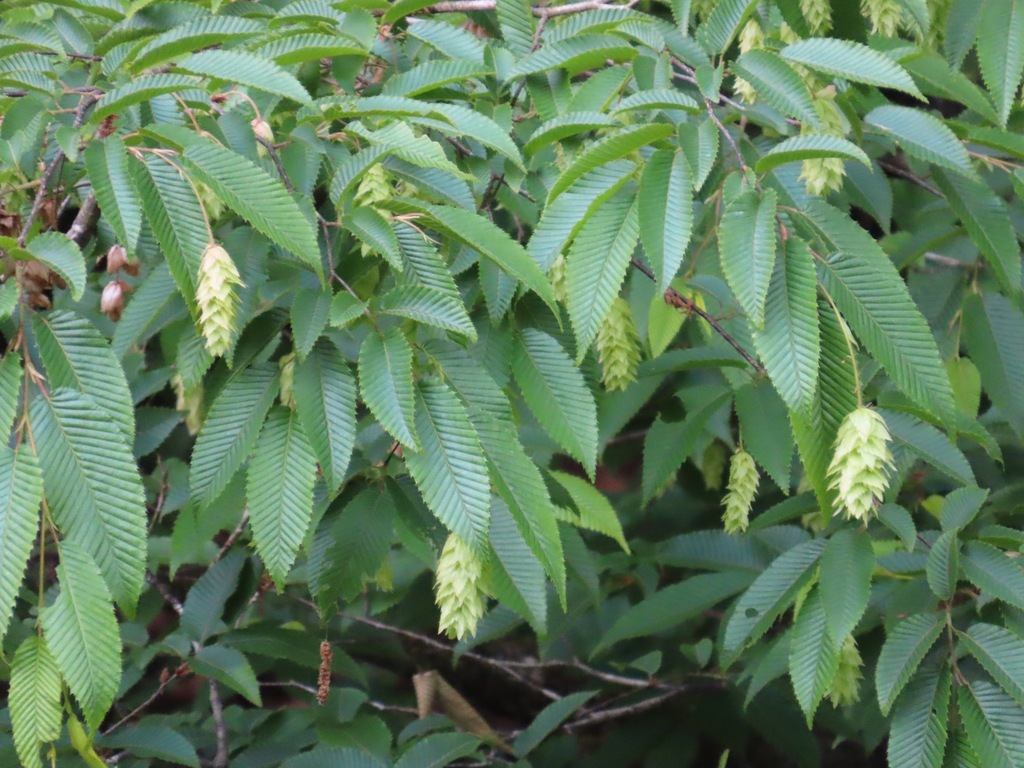 Carpinus japonica; photograph (c) Marco Mussita, some rights reserved (CC BY)