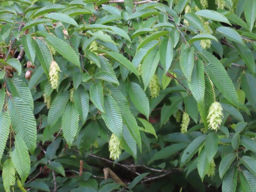 Carpinus japonica