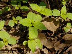 Impatiens parviflora