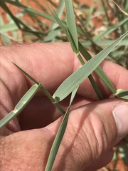 Centropodia glauca