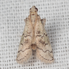 Cacotherapia flexilinealis