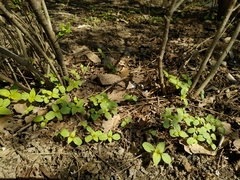 Impatiens parviflora