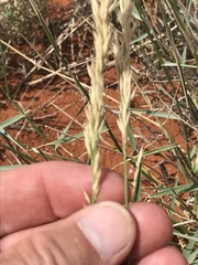 Centropodia glauca