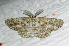 Hypomecis umbrosaria