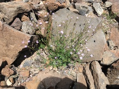 Gilia scopulorum