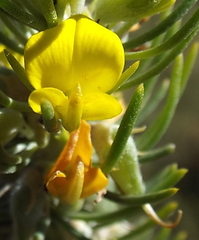 Aspalathus tuberculata