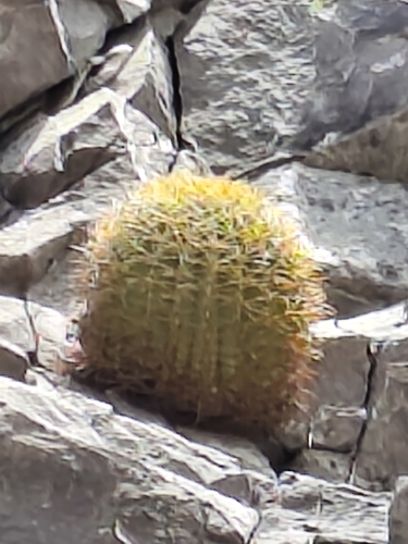 Ferocactus diguetii