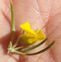 Aspalathus tuberculata