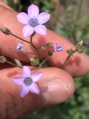 Gilia scopulorum