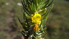 Aspalathus tuberculata