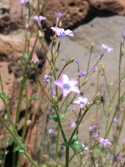 Gilia scopulorum