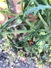 Coccinella septempunctata