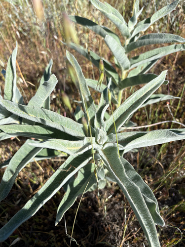 iNaturalist observation photo of woollypod milkweed