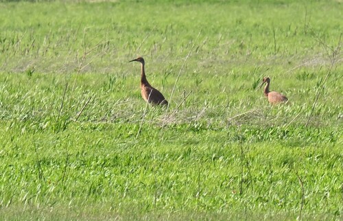 Sandhill Crane photographed in Missouri