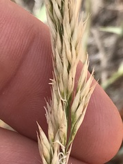 Centropodia glauca