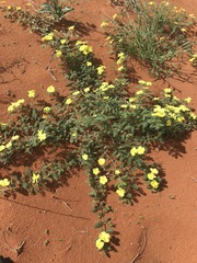 Tribulus pterophorus