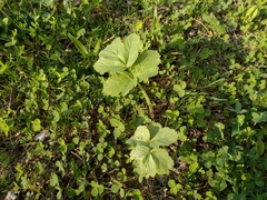 Tordylieae