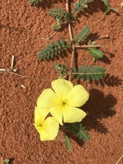 Tribulus pterophorus