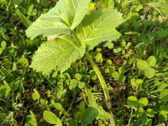 Tordylieae