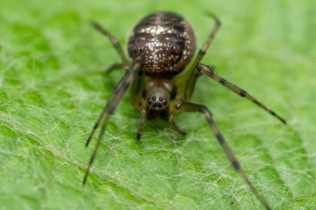 Chrysometa minuta