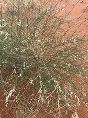 Sericocoma