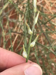 Sericocoma