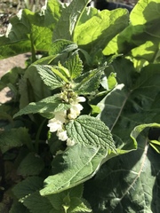 Lamium album