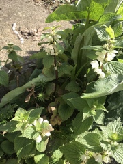 Lamium album