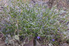Ruellia californica peninsularis