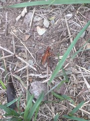 Sphictostethus nitidus