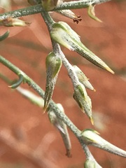 Sericocoma