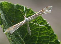 Gillmeria pallidactyla