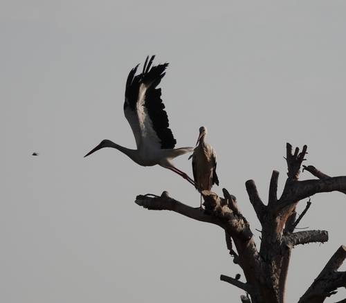 White Stork