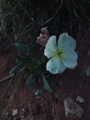 Oenothera deltoides