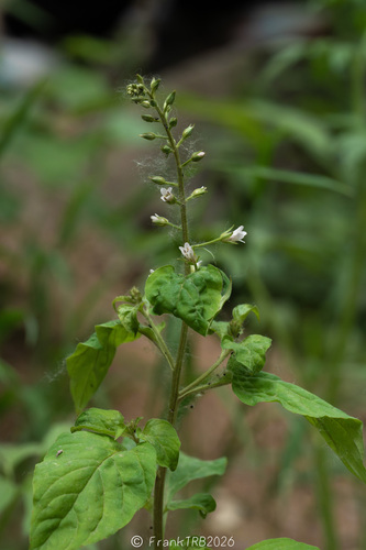 Lysimachia circaeoides